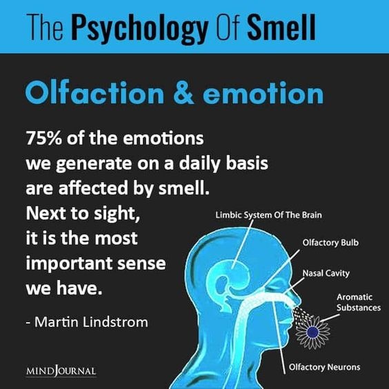 Olfactory System Illustration